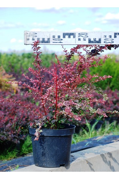 Барбарис Тунберга Арлекин диаметр 20-30 см