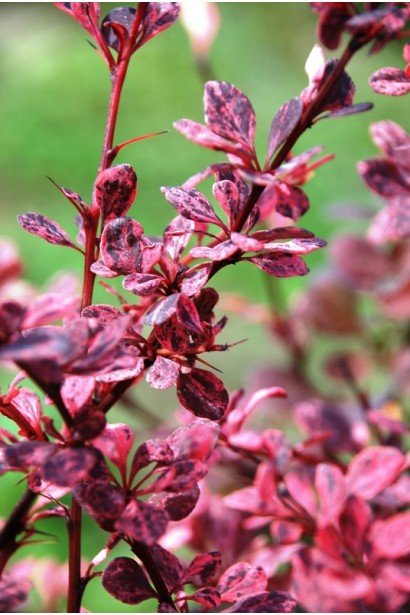 Berberis Thunbergii Harlequin