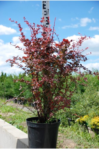 Барбарис Арлекин саженец в горшке 60-70 см