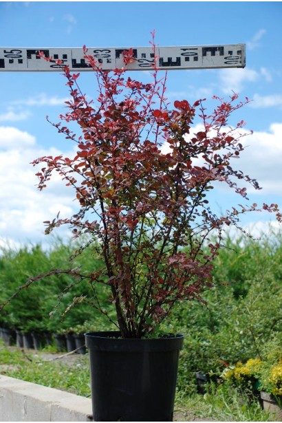 Барбарис Арлекин в контейнере 5 л