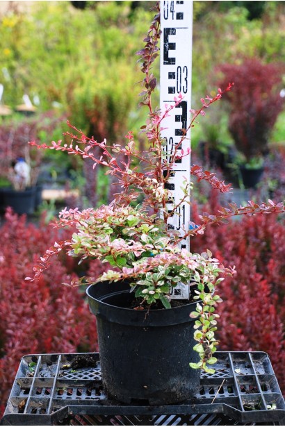 Барбарис Арлекин саженец высота 20-30 см