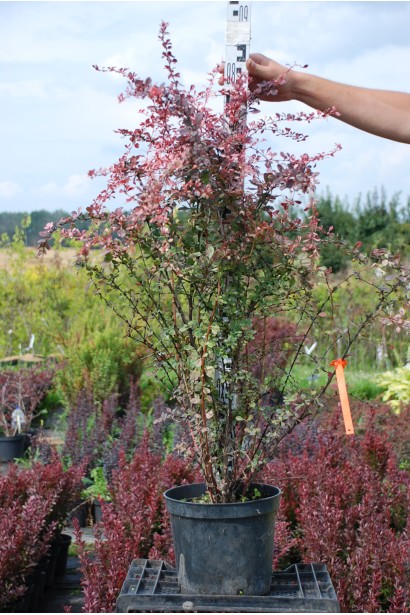 Барбарис Harlequin