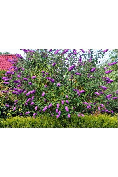 Будлея Давида Роял Ред в ландшафті