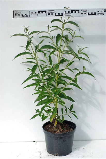 Будлея Давида Роял Ред контейнер 5 л, діаметр 40-50 см