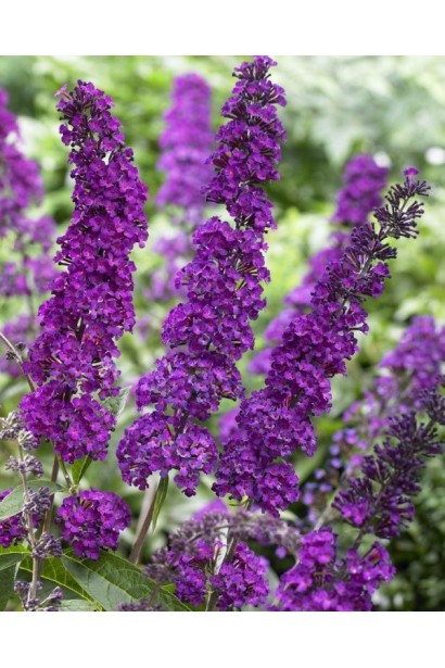 Buddleja davidii Royal Red 