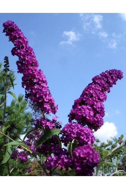 Будлея Давида Роял Ред пурпурні суцвіття