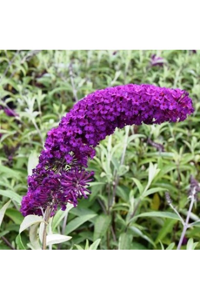 Будлея Давида Роял Ред 