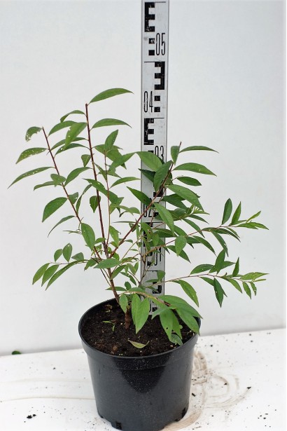 Вишня залозиста Альба Плена горщик 3 л, висота 30-40 см