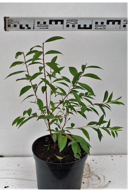 Вишня біла Альба Плена саджанець діаметр 25-35 см