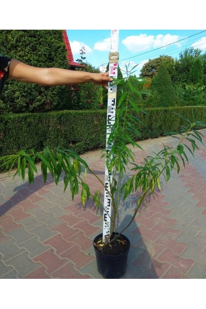 Ива удинская Секка контейнер 3л высота 80-100 см