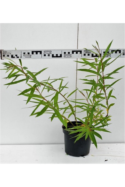 Ива удинская Секка диаметр кроны 40-50 см