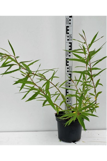 Ива удинская Секка в горшке высота 40-60 см