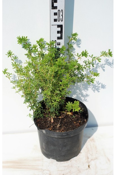 Перстач кущовий Меріон Ред Робін в горщику 3 л 20-30 см