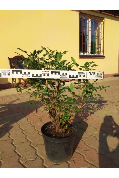 Магонія падуболиста саджанець з діаметром крони 40-50 см