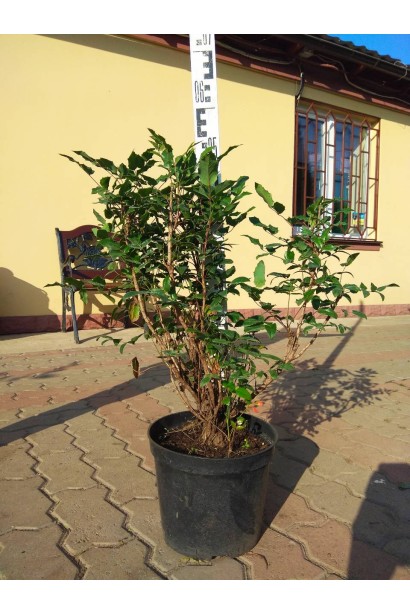 Магонія падуболиста в контейнері 5 л 40-50 см