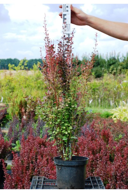 Барбарис Розі Рокет в горщику 5 л, 40-60 см