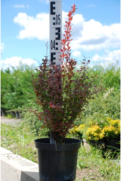 Барбарис колоновидний Розі Рокет в горщику