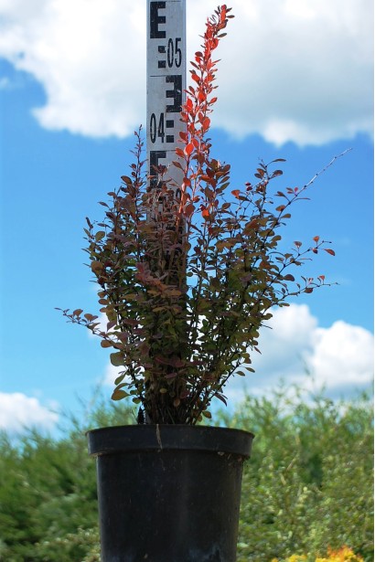 Барбарис тунберга Розі Рокет висота 40-50 см