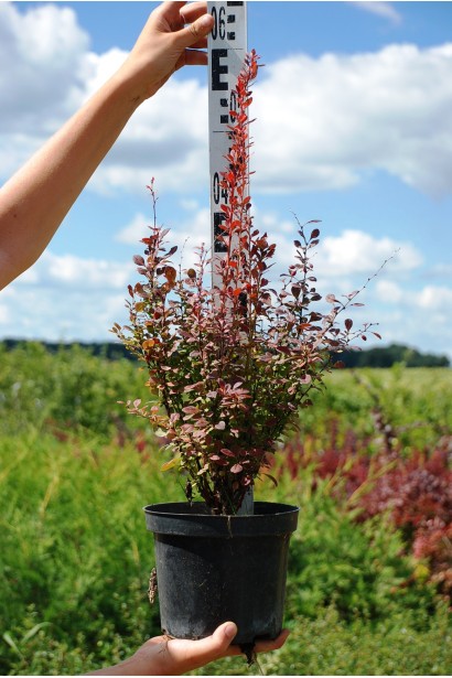Барбарис тунберга Розі Рокет контейнер 3 л