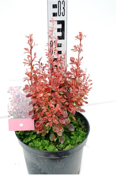 Барбарис Розі Рокет 3 л, висота 20-30 см