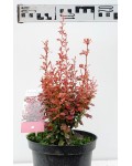 Berberis thunbergii Rosy Rocket