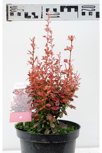 Berberis thunbergii Rosy Rocket