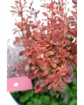 Berberis thunbergii Rosy Rocket осенью