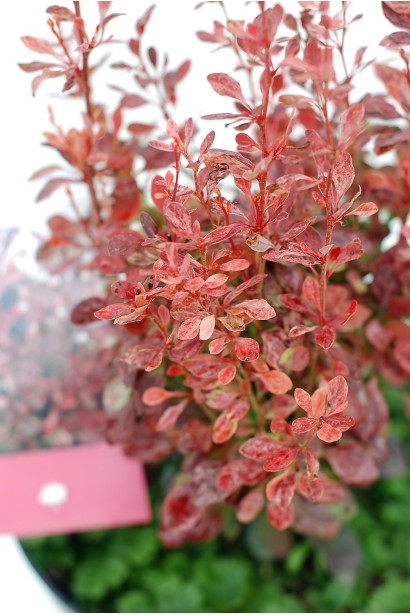 Berberis thunbergii Rosy Rocket восени