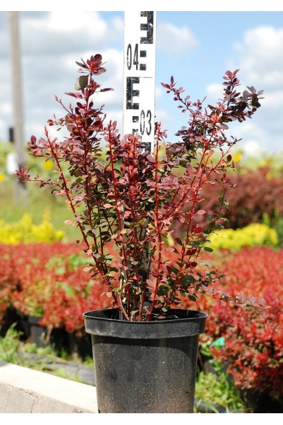 Барбарис Rosy Rocket контейнер С3