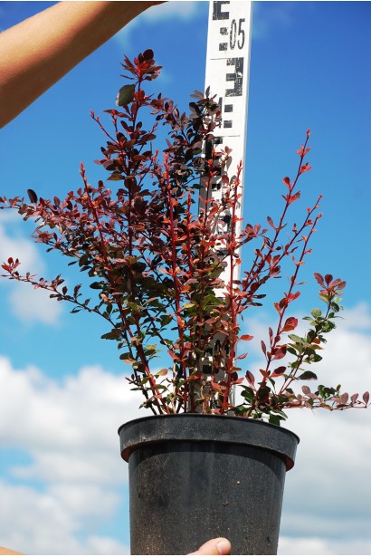 Барбарис тунберга Розі Рокет 