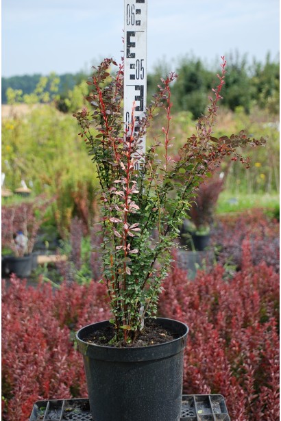 Барбарис тунберга Розі Рокет 