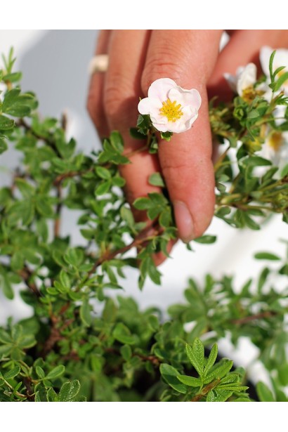 Перстач Нью Даун втрата рожевого пігмента на сонці