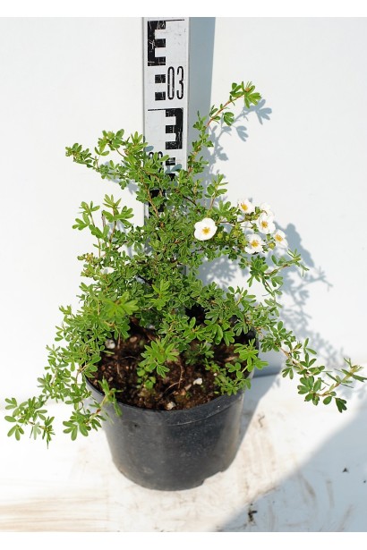 Перстач чагарниковий Нью Даун саджанець 3 л 20-30 см