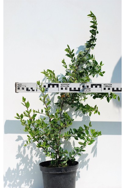 Саженец пираганты Оранж Глоу: идеальный для создания живых изгородей и декоративных композиций.