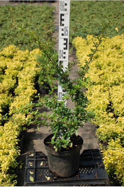 Pyracantha Orange Glow