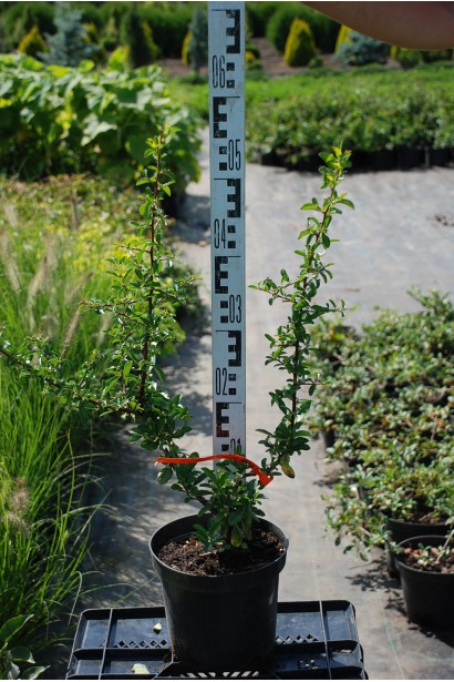 Саженец пиракантов Оранж Глоу в контейнере