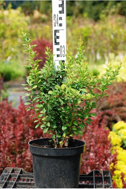 Барбарис Тунберга Паувау  в горщику