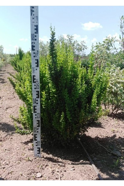 Барбарис Тунберга Паувау в розсаднику