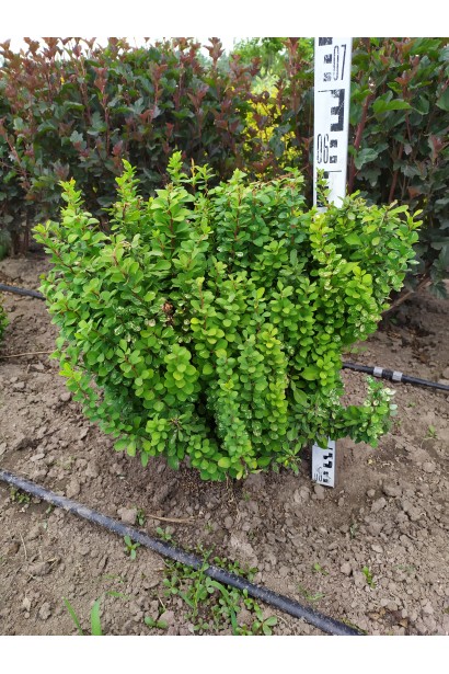 Барбарис Тунберга Паувау  в полі висота 60 см