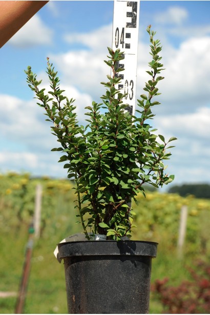Berberis Thunbergii Powwow