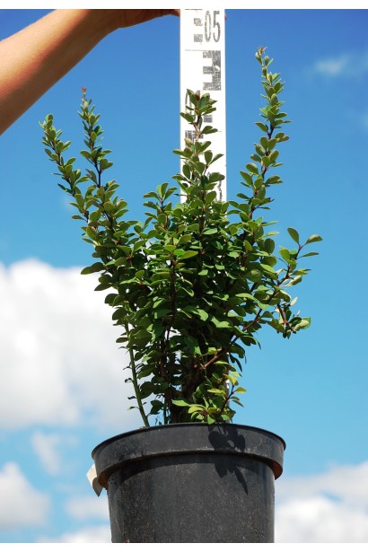 Барбарис Тунберга Паувау висота 45 см