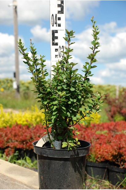 Барбарис Тунберг Паувау в контейнері 3 л