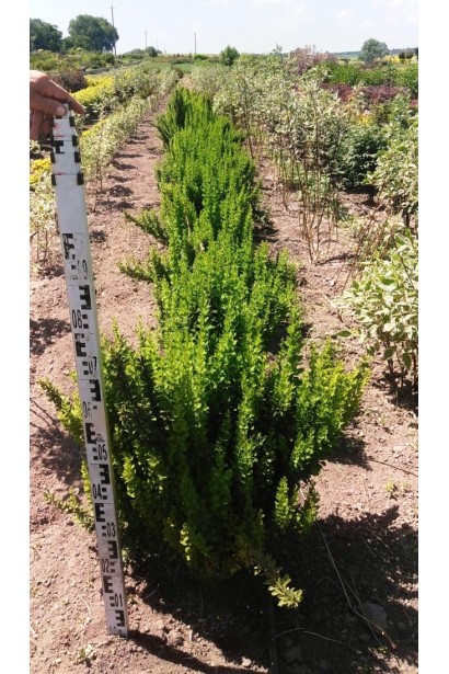 Барбарис Тунберг Паувау в полі висота 70-80 см