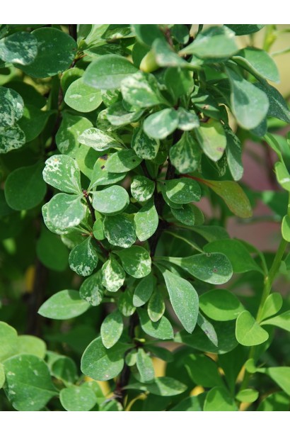 Барбарис Тунберга Паувау зелений