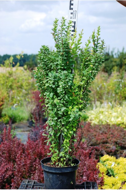 Барбарис Поввов 