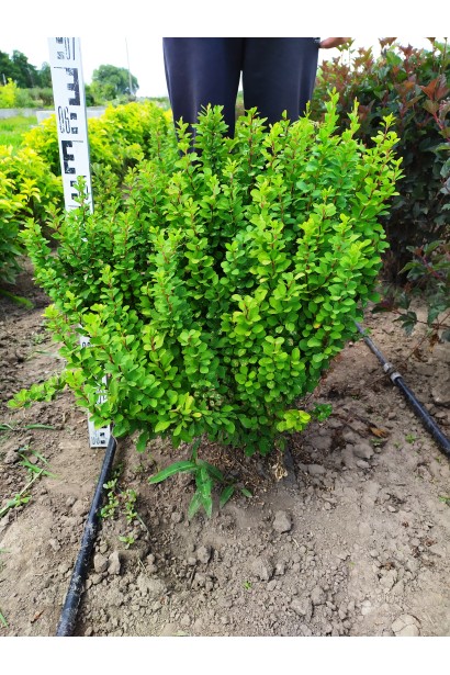 Барбарис Поуві з комом