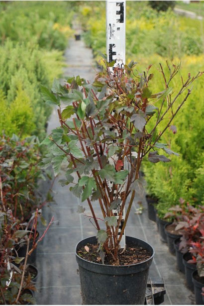 Саженцы Summer Wine в садовом центре ждут вас.