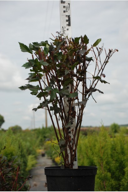 Пузыркопроизводитель Summer Wine для стильных садовых композиций.