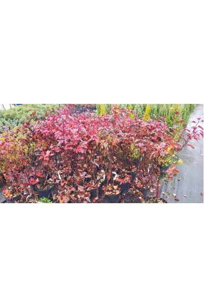 Пузыреплодник калинолистный Саммер Вайн