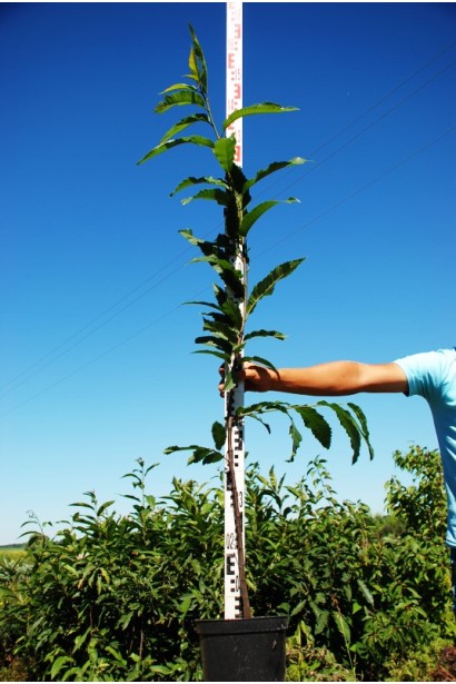 Каштан съедобный в горшке